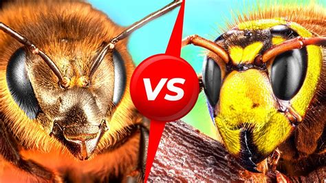 Japanese Honey Bee Vs Giant Hornet