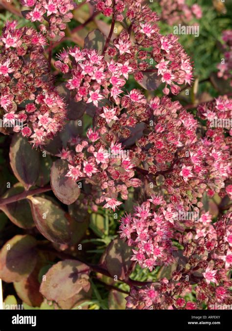 Stonecrop Sedum Cauticolum Robustum Syn Hylotelephium Cauticola