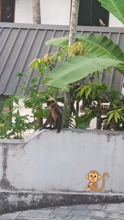 Monkey Terrible Funnymonkey Monkeys Monkey At Home 🥴🥴😀😆😆😆 Youtube