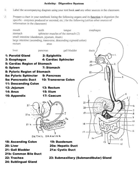 Anatomy Diagrams To Label