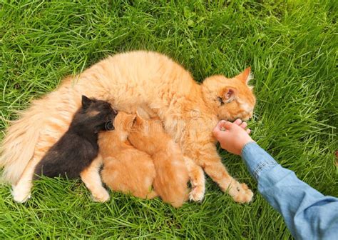 Gata Madre Alimentando a Sus Pequeños Gatitos Con Hierba Al Aire Libre