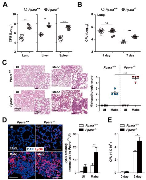 Frontiers Ppar Ameliorates Mycobacterium Tuberculosis Off