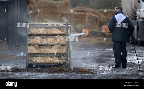 Bird flu outbreak Stock Photo - Alamy