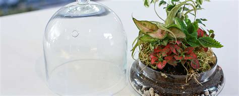 3 Spring Closed Terrarium Ideas – 46 & Spruce | Wholesale Supply House