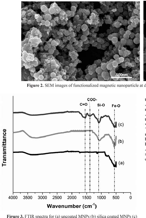 [pdf] Synthesis Of Carboxyl Modified Fe3o4 Sio2 Nanoparticles And Their Utilization For The