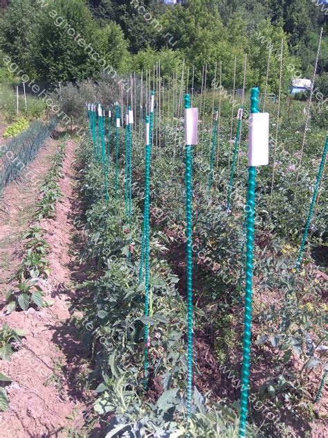 Колышек-опора для томатов. L-150 см х10 мм - Ландшафт - Интернет ...