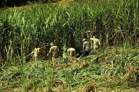 Cana de açúcar História e Cultivo no Brasil Plantas InfoEscola