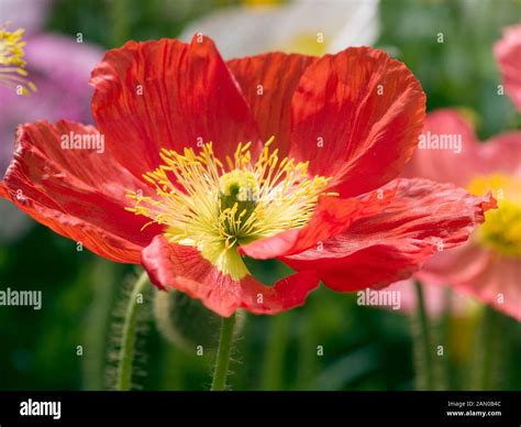 Papaver Nudicaule Red Poppy Hi Res Stock Photography And Images Alamy