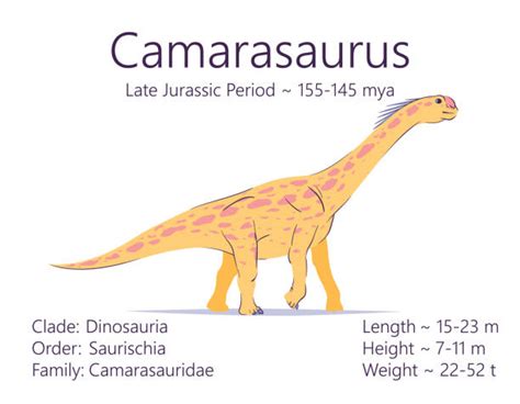 Camarasaurus Banco De Fotos E Imágenes De Stock Istock