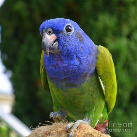 Blue Headed Pionus Parrot Photograph By Mary Deal