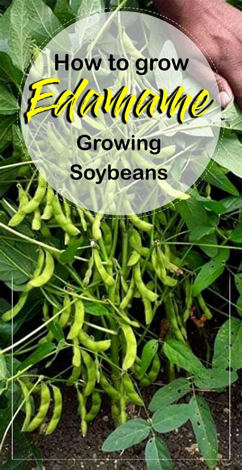 Growing Soybean How To Grow Soybean Edamame In Organic