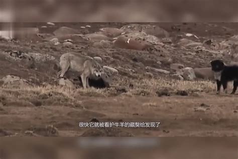 野狼误闯藏獒领地，殊死搏斗上演 ，一敌六大战藏獒