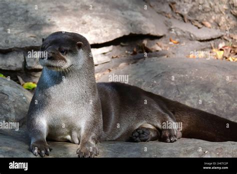 Nutria Neotropical Lontra Longicaudis La Venta Museum Park Sitio