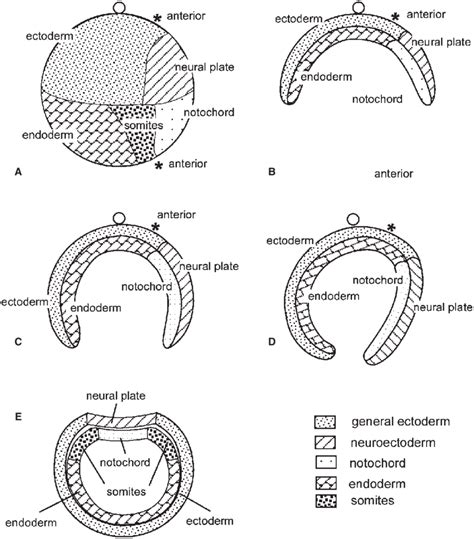 Revised Amphioxus Fate Map Based On Results From Tung Et Al 1958 Download Scientific Diagram