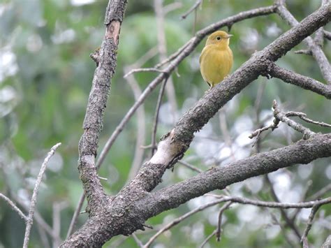 Juvenile Yellow Warbler This Elegant Young Warbler Is Almo Flickr