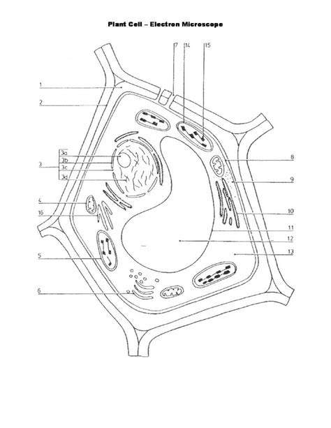 Plant Cell Drawing at GetDrawings | Free download