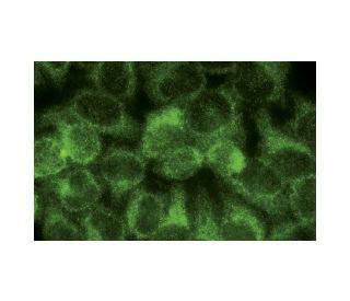 Alix Antibody A Immunofluorescence Image