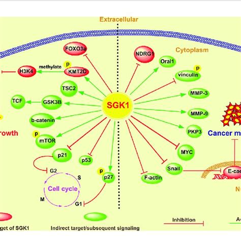 The Domain Structure Of Plk1 Pb1 Polo Box 1 Pb2 Polo Box 2 Pbd