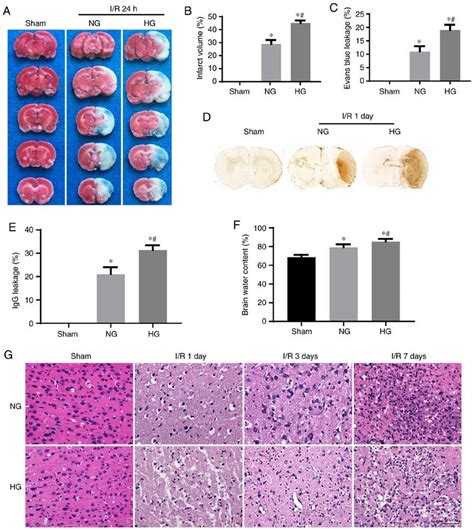 Permeability Of The Bbb Following I R A Representative Brain