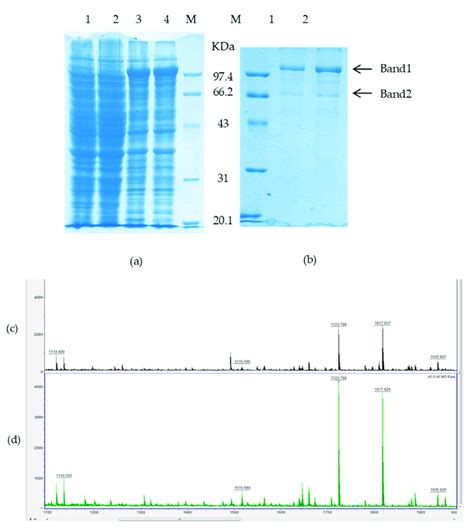 Figure A The Expression Purification And Identification Of