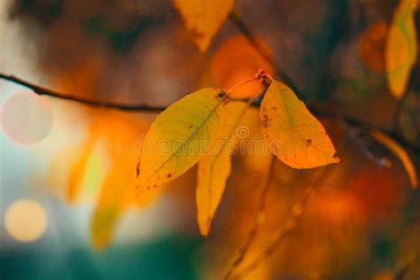 Yellow Autumn Leaves with Bokeh Effect Stock Image - Image of fall ...