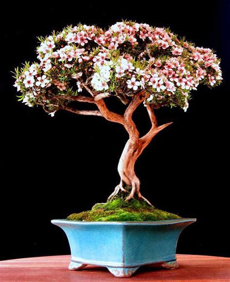 Some Astoundingly Brilliant Bonsai, though… | Bonsai Bark