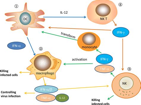 Frontiers The Role Of Innate Immunity In Natural Elite Controllers Of