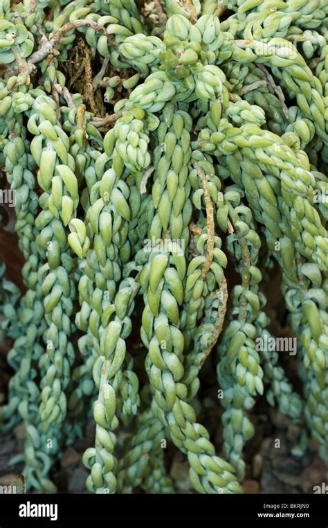 Burro S Tail Donkey Tail Sedum Morganianum Crassulaceae Mexico