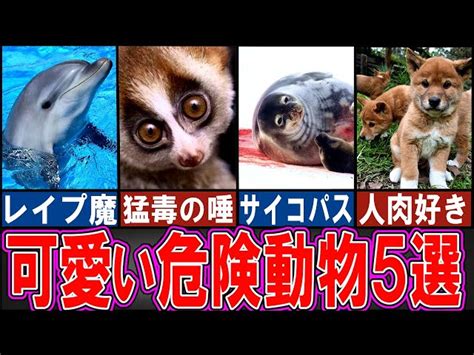 【閲覧注意】 可愛くて怖い生き物5選【ゆっくり解説】【動物おもしろ雑学】 どうぶつのひきこ森 ゆっくり解説の人気動画｜youtubeランキング