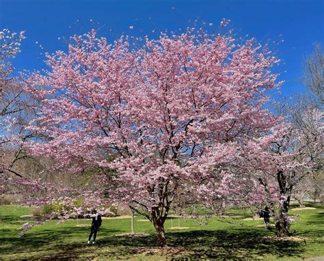 Photo Of The Entire Plant Of Flowering Cherry Prunus Accolade Posted By Scvirginia