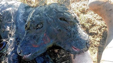 Sorpresa En Un Campo De Isletas Naci Un Ternero Con Dos Cabezas