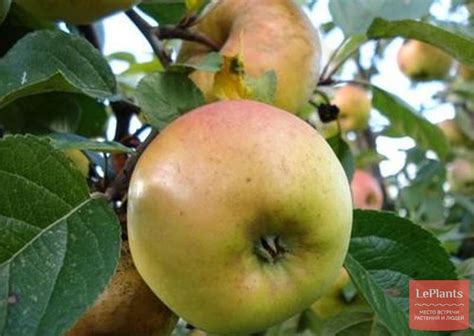 Яблоня 'Ренет Черненко' — описание сорта, характеристики | на LePlants.ru