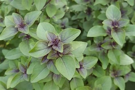 Holy Basil Tulsi As An Adaptogen The Practical Herbalist