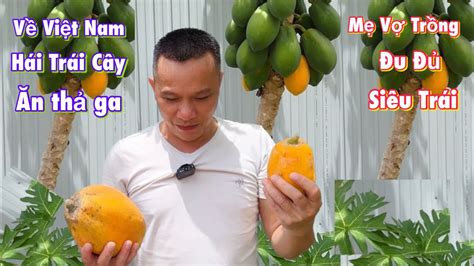 Vlog 83 || về việt nam ra vườn hái đu đủ mẹ vợ trồng siêu trái ăn thả ...