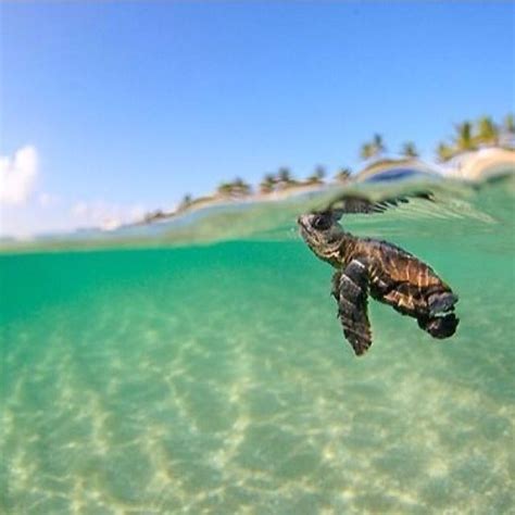 Baby Sea Turtle Pictures, Photos, and Images for Facebook, Tumblr ...