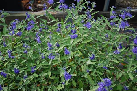 Caryopteris Longwood Blue Blue Mist Spirea Bluebeard Live Plants