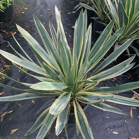 Yucca Gloriosa Variegata Buy Mediterranean Plants Charella