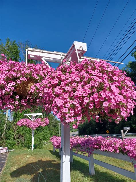 The Bubblegum Petunias are... - Harts Greenhouse - Canterbury