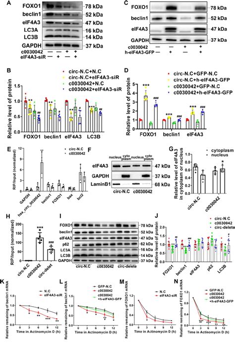 Hsa Circ 0030042 Inhibits Excessive Autophagy Through Obstructing The