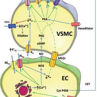Current-voltage relationship for Kir channels at two different ...