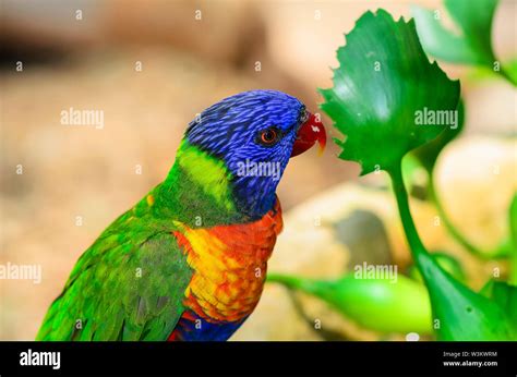 The rainbow lorikeet Stock Photo - Alamy