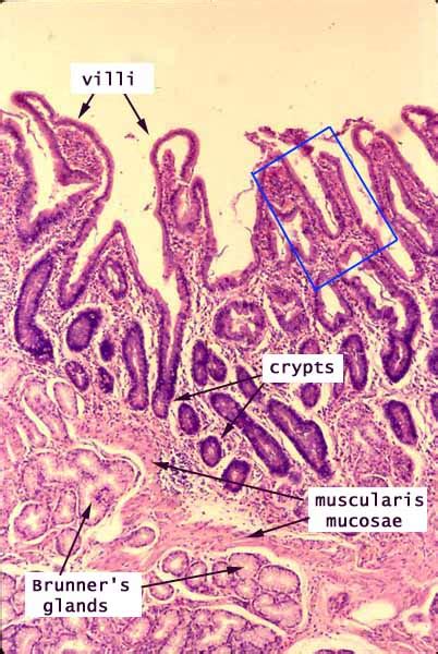 Histology at SIU