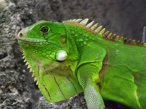 Te lo contamos TODO sobre la Iguana Verde, ¡no te lo pierdas! | Wakyma