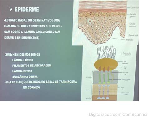 Semiologia Da Pele Dermato