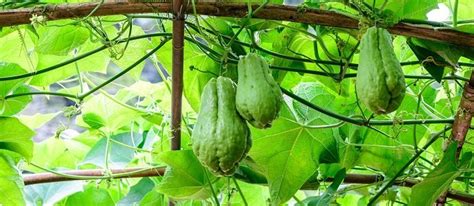 chayote plant