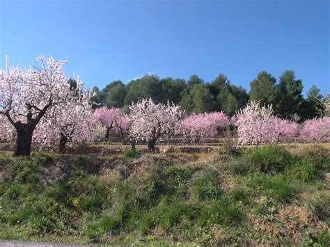 February in the Jalon and Orba Valleys: A Hidden Gem in Winter