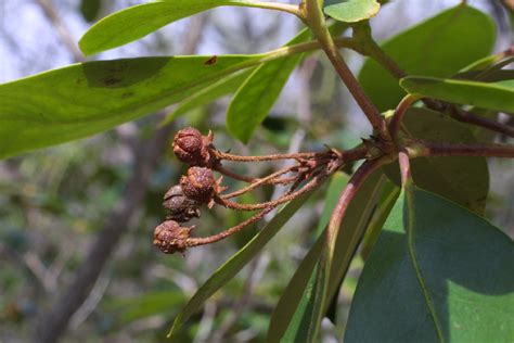 Kalmia Latifolia Ericaceae Fruit As Borne On The Plant