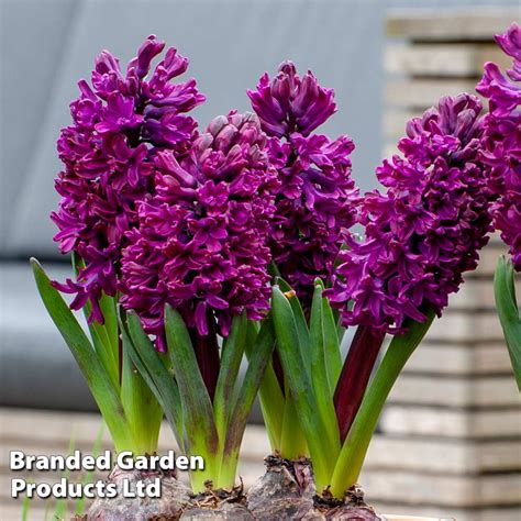 Hyacinth Woodstock Suttons