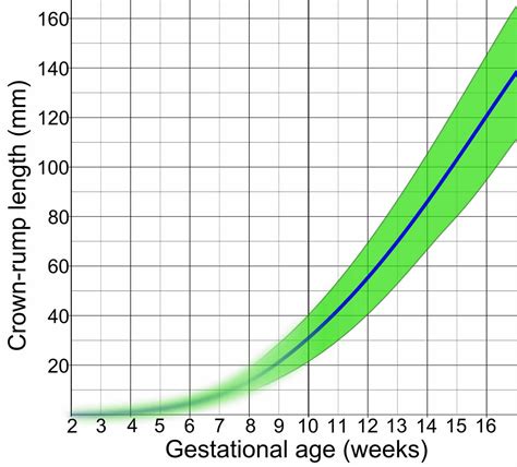 Crown rump length, crown rump length measurement & crown rump length for gestational age