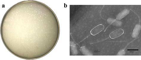 Figure From Isolation Of A Lytic Bacteriophage Vb Efas Phb And Its